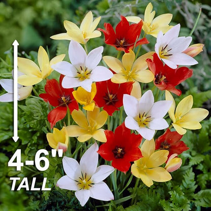 Garden State Bulb Wildflower Mix Multicolor Tulip Flower Bulbs, 6/+ cm, Fall Planting (Bag of 50)