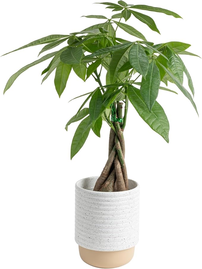 Costa Farms Money Tree Live Plant | 12-16 Inches Tall Bonsai | Easy to Grow Indoor Houseplant in Plant Pot | Home, Office, or Room Decor | Birthday, Housewarming Gift
