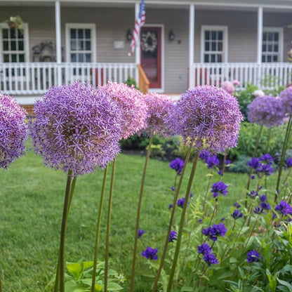 Blue Garden Flower Collection – 40 Bulbs | Rare Spring Blooming Perennials: Purple Alliums, Blue Tulips, Muscari, Anemone | Attracts Butterflies & Bees – Zones 3–9