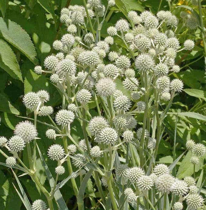 Rattlesnake Master - Tall Grass Prairie Flower - 100 Seeds