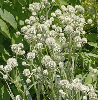Rattlesnake Master - Tall Grass Prairie Flower - 100 Seeds