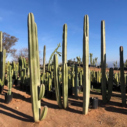 Cactus Outlet - Mexican Fence Post Cacti - Cactus Plants Live, 36”+ Live Plants Indoor & Outdoor Use, Rare Large Live Cactus - Landscape Ready Large Cactus Plant Live Delivered Right to Your Door