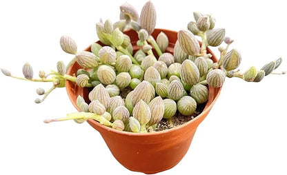 String of Watermelons, Live Trailing Succulent Fully Rooted in 4" Pots with Soil Mix, Rare House Plant for Home Office Wedding Hanging Decoration, DIY Projects, Party Favor