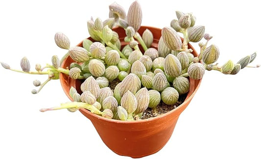 String of Watermelons, Live Trailing Succulent Fully Rooted in 4" Pots with Soil Mix, Rare House Plant for Home Office Wedding Hanging Decoration, DIY Projects, Party Favor