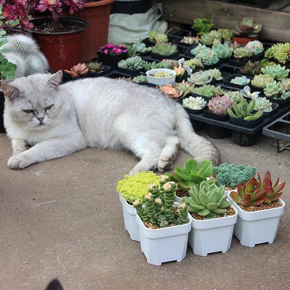 BangQiao 60 Pack 3.15 Inch Small White Plastic Square Nursery and Seedling Pot with Drainage Hole for Germination, Cactus, Herb, Succulent