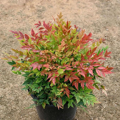 Nandina Gulf Stream - Nandina domestica. Compact Heavenly Bamboo | Year-Round Color | Low Maintenance Shrub | Drought Tolerant | Live Plant (2 Nandina Gulf Stream Cups)
