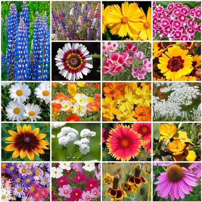 Park Seed Grow Your Own Vibrant Annual and Perennial Wildflower Garden Seeds Mixture, Easy to Grow Varieties for Pollinators and Spring Gardens - Cutting Garden Mix, 1 lb