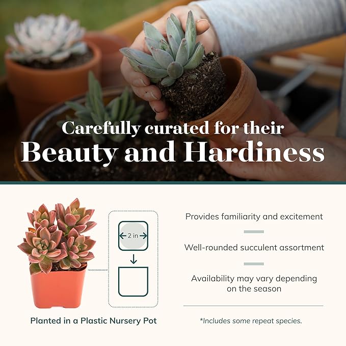Shop Succulents Assorted Succulent Plant Pack Bulk Collection - Live Mini Succulent Plants, Low Maintenance, Mixture of Colors & Textures - Wedding and Party Favors, Gift & Garden, Pack of 256