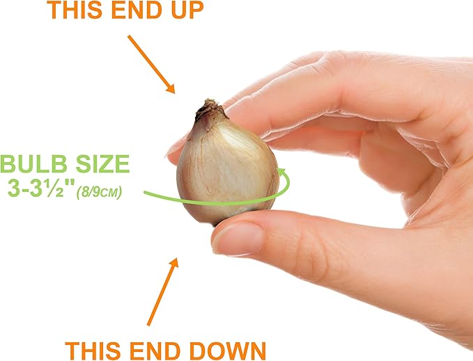 Garden State Bulb Muscari Grape Hyacinth Flower Bulbs, 8/9cm, Fall Planting (Bag of 50)