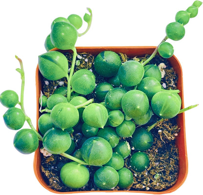 Succulents Plants Live 2" String of Pearls, Live Mini Succulent Plants, Easy Care House Plants Rooted in Succulent Soil Mix, by The Succulent Cult