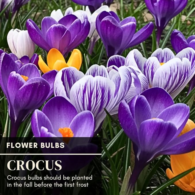 Colorful Crocus Blend Bulbs for Planting - Stunning Early Spring Blooms (50 Bulbs)