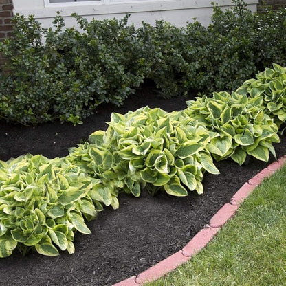 Ultimate Hosta Garden Collection 6-Pack of Bare Roots Hardy Mixed Heart-Shaped Hosta - Rich Green Foliage, Low Maintenance, Heart Shaped Leaves Great Perennials - 1000'S Sold