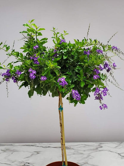 Duranta Tree Live Plant - Purple Showers - Overall Height 36" to 42" - Tropical Plants of Florida (Plant in Growers Pot)