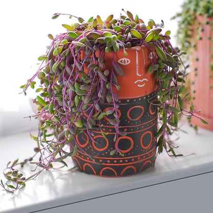 4" Ruby Necklace | Othonna capensis L.H.Bailey, Live Succulent Fully Rooted in Pots, Purple Hanging Trailing House Plant for Home Office Wedding Decoration DIY Project Party Favor