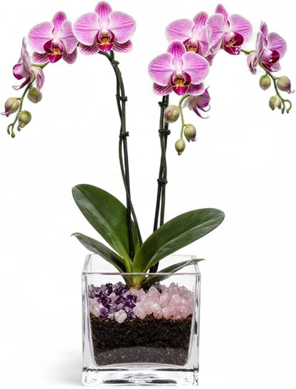 Premium Pink Phalaenopsis Orchid Plant - Live Double Stem with Rose Quartz and Amethyst Crystal - Indoor Flowering Houseplant Gift - Perfect for Birthday Anniversary