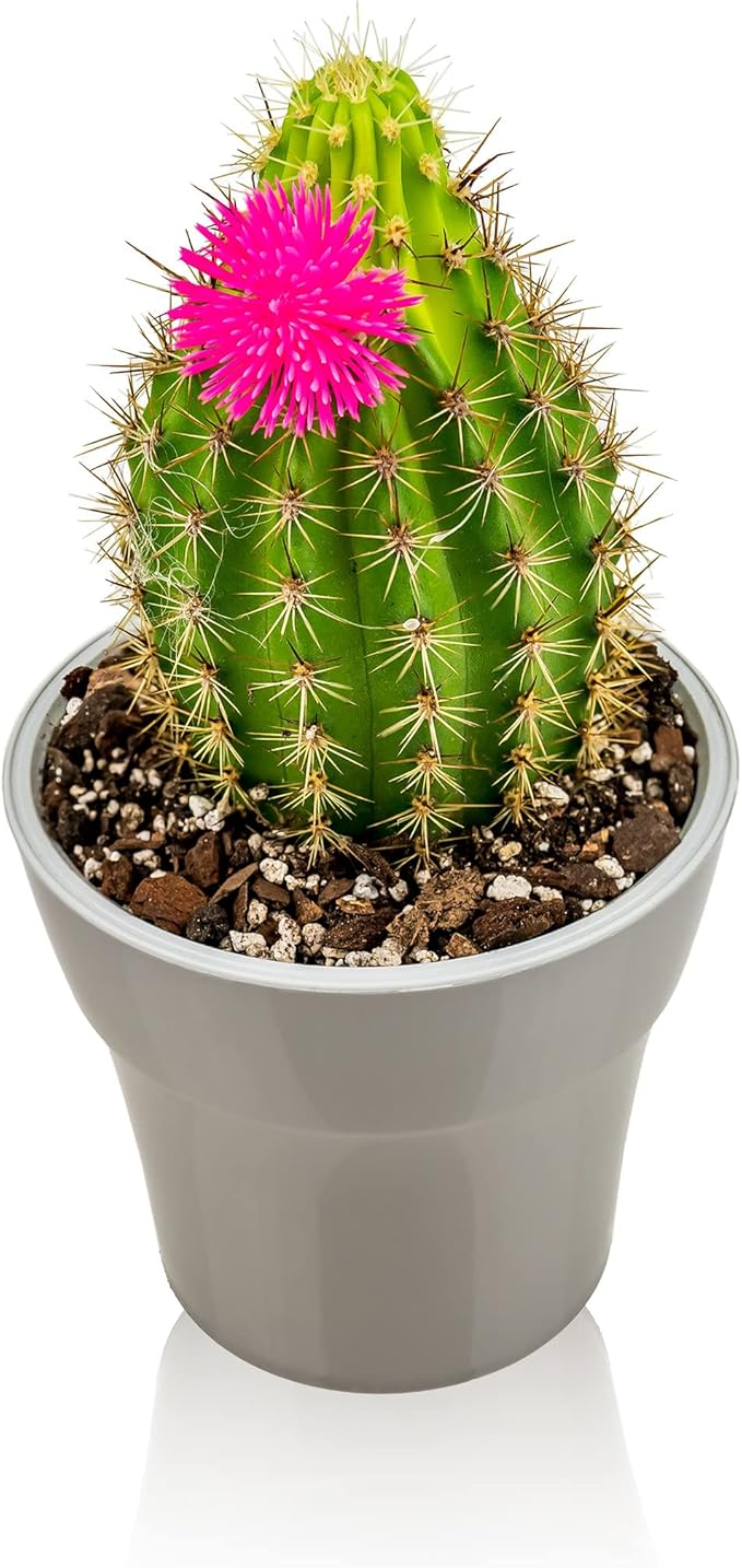 Gardenera Professional Succulent Soil Premium All Purpose Blend | Pre-Mixed Ready to Use for Cactus and Succulents | Sphagnum Peat Moss, Perlite, New Zealand Pine Bark - Made in USA - 2 Quart