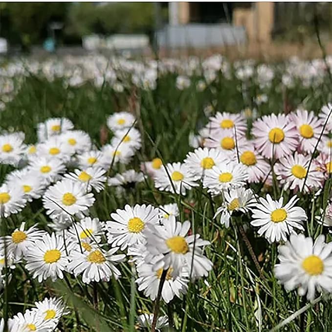 No Mow Flowering Lawn Grass Seed - !/4 Pound