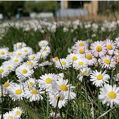 No Mow Flowering Lawn Grass Seed - !/4 Pound