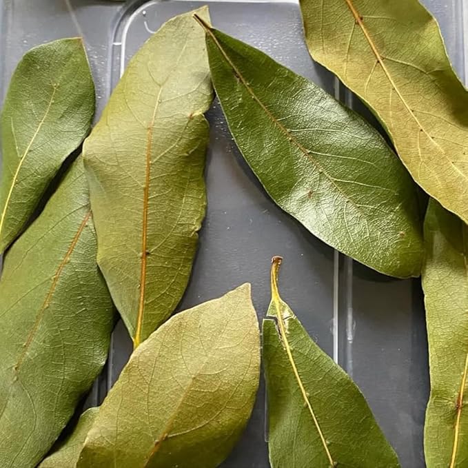 Bay Leaf Tree Live Plant, Laurus Nobilis Live Plant, Sweet Bay Laurel Plant Bay Leaf Plant Live Herbs Growing Indoor Outdoor