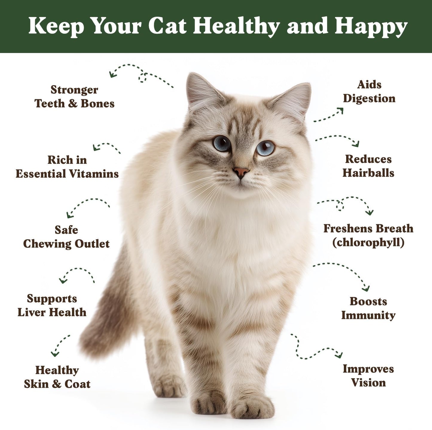 Seedboy Organic Cat Grass Seeds for Planting, Non-GMO Wheat, Oat, Rye, and Barley Cat Grass for Indoor Cats (16 oz)