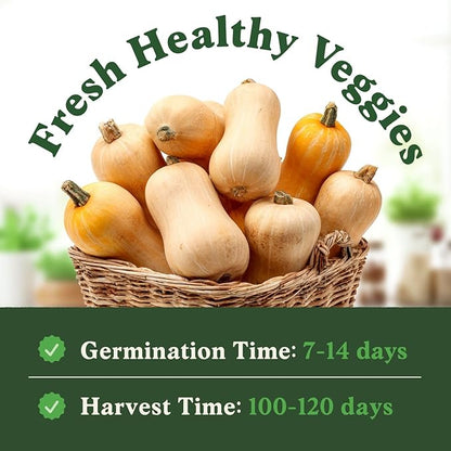Seedboy Organic Winter Squash Seeds for Planting Indoor and Outdoor, Non-GMO and USDA Certified Vegetable Seed Packet for Hydroponic Garden Indoor or Planting Outdoors (Butternut Squash)