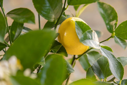 Mother's Day Meyer Lemon Gift Tree, Dwarf Fruit Tree with Juicy Sweet Lemons, Thoughtful Mothers Day Present, NO Ship to TX, LA, AZ, AL and CA