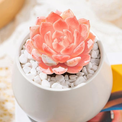 FWPP,Rare Live Succulent Plants Echeveria Little Beauty, Mini Pink 1 Head 2" Live Plants,Bare Root Without Pot Soil, Garden Indoor Wedding Party Baby Shower Decoration Friend Plant Lovers Gifts
