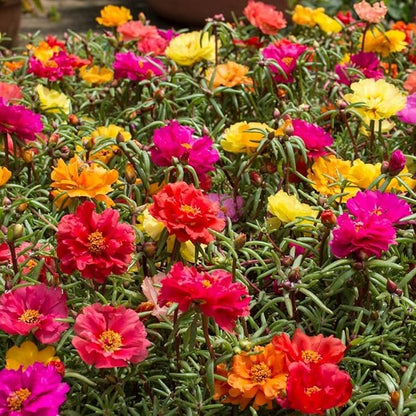 Moss Rose Mix Seeds – Annual Flower (Portulaca grandiflora) | Drought-Tolerant Ground Cover, Vibrant Blooms in Multiple Colors