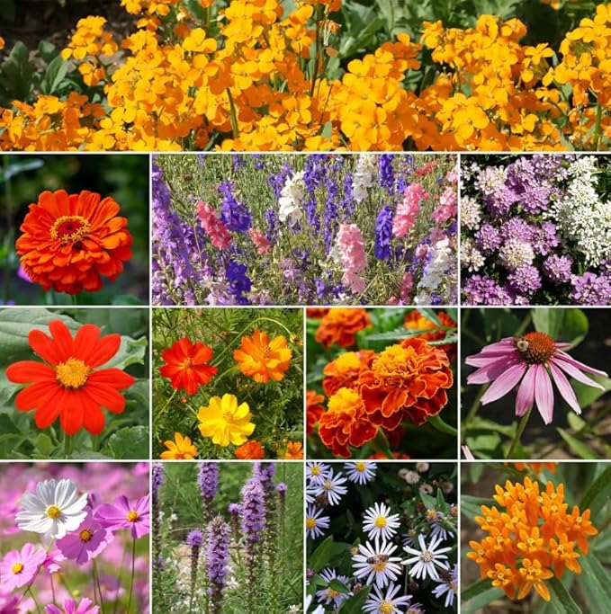 Ferry-Morse Monarch Butterfly Mix Bulk Flower Seeds, 1lb