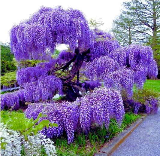 Blue Moon Wisteria Vine - Massive Foot Long Fragrant Flowers - Attract Hummingbirds - 2 - Year Plant by - Japanese Maples and Evergreens®