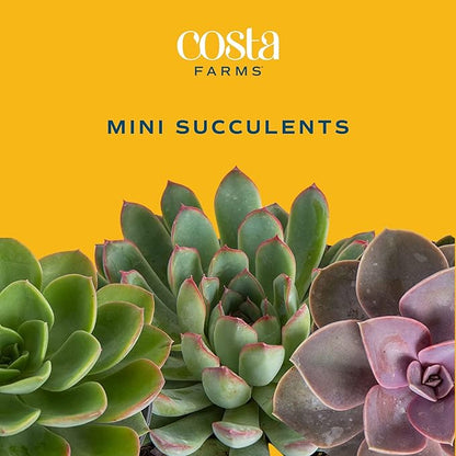 Costa Farms Succulent Plant, Live Indoor Mini Succulent Plant in Cute Succulents Plant Pot, Potting Soil Mix, Grower's Choice, Easy Grow Houseplant, Tabletop, Office, Room Decor, 2-Inches Tall