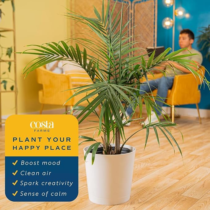Costa Farms Majesty Palm Live Plant, Spring Decor, Giftable Plant Item, Indoor and Outdoor Live Palm Tree, Potted in Natural Pot, Tropical Patio, 3-4 Feet Tall