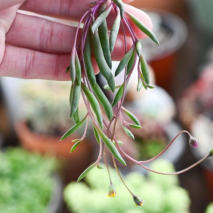 4" Ruby Necklace | Othonna capensis L.H.Bailey, Live Succulent Fully Rooted in Pots, Purple Hanging Trailing House Plant for Home Office Wedding Decoration DIY Project Party Favor