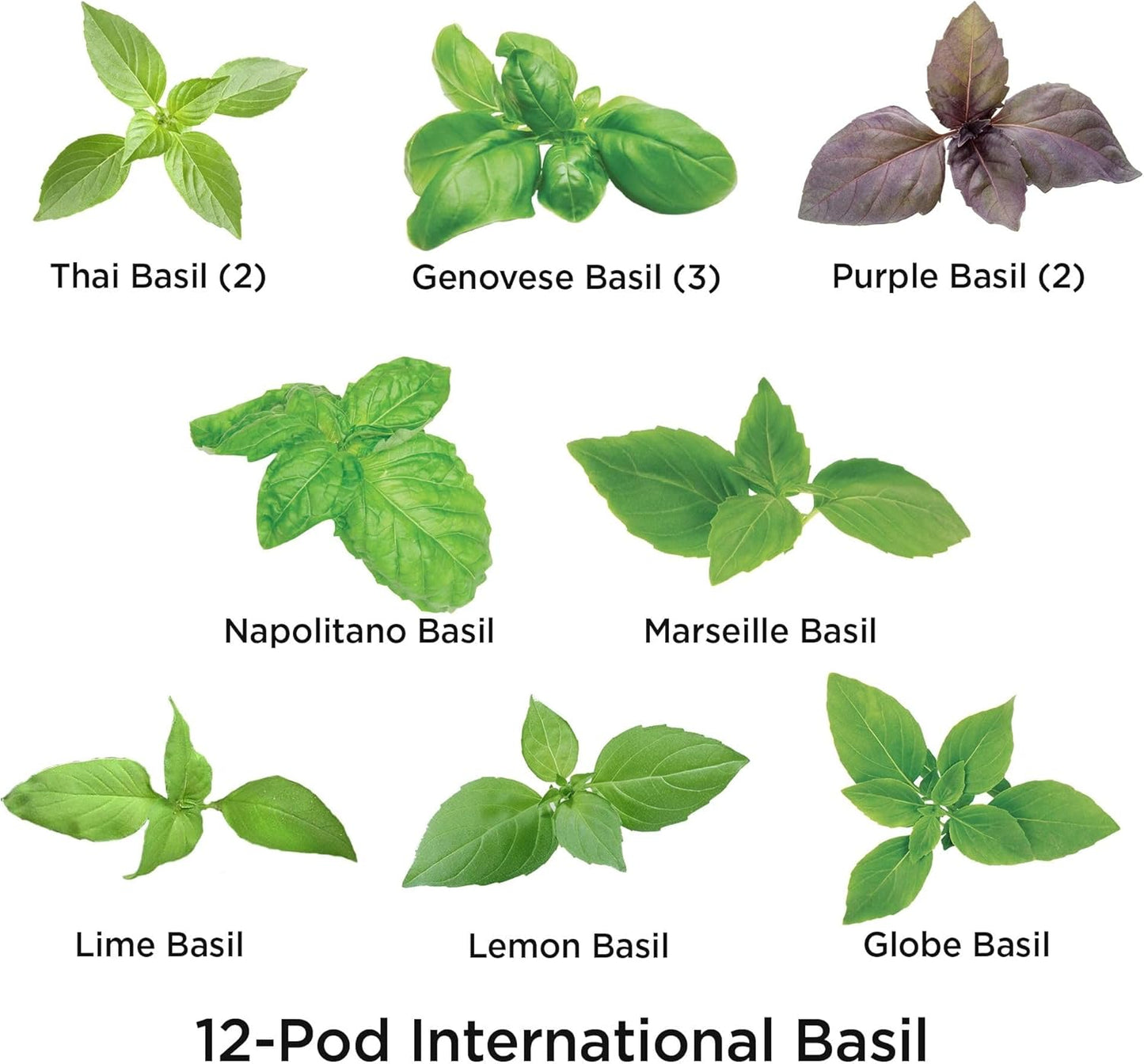 AeroGarden International Basil Seed Pod Kit (12-pod)