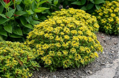 Proven Winners 0.65 Gal, Rock 'N Round™ 'Bright Idea' Stonecrop (Sedum), Live Plant, Yellow Flowers and Green Foliage, 0.65 Gallon (SEDPWP1147103)