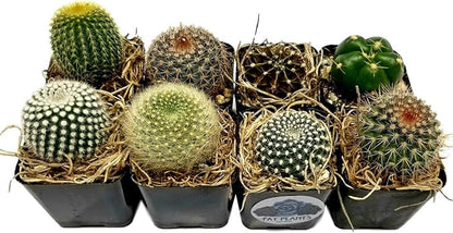 Fat Plants San Diego Mini Cactus Plants in Plastic Planters