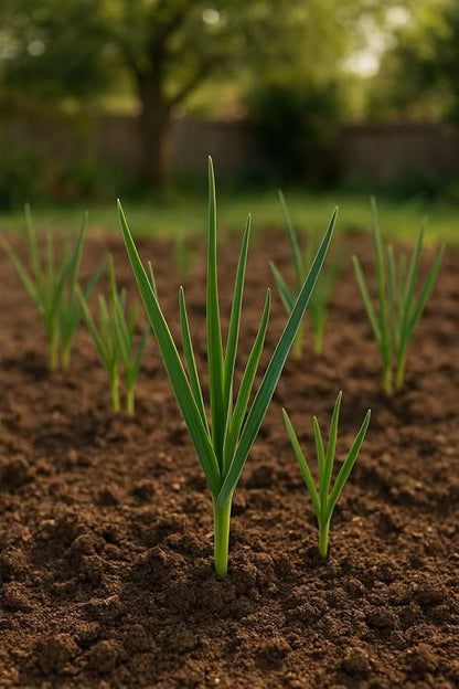 1 lb Mixed Garlic Bulbs for Planting – 4 Red Hardneck + 4 California Softneck – Grow Your Own Fresh, Organic, Non-GMO Garlic