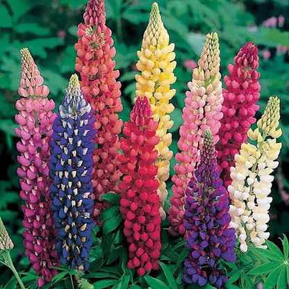 Mixed Lupines with Many Colors - 250 Seeds
