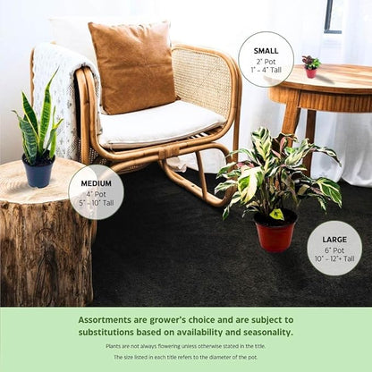 BubbleBlooms Blue Myrtle-Cactus, Myrtillocactus Geometrizans, Blue Candle Stick Cactus, in 4 inch Pot, Long Well Rooted & Healthy