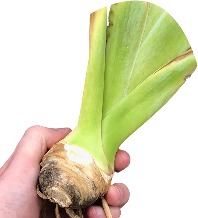 Easy to Grow Bearded Iris Clarence - 9 Plant Bulbs Rhizomes, Purple & White Flowers in Spring to Fall, Full Sun Low Maintenance