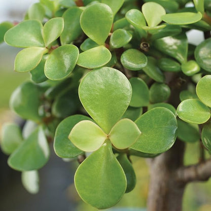 Brussel's Live Dwarf Jade Indoor Bonsai Tree - 5 Years Old; 8" to 12" Tall with Decorative Container, Green, Humidity Tray & Deco Rock