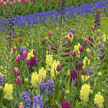 Garden Gem Flowers Collection-100 Bulbs-Featuring 4 Varieties of Flowers-Alliums, Hyacinths, Lily,Squill-Add a Beautiful Pop of Pink, Blue, White, Yellow to Any Landscape-Attracts Butterflies & Bees