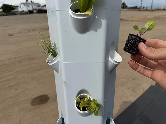 Veggie Seedlings: Ready-to-Plant Seedlings, Starts, Plugs, Garden-Ready, Live Plants, Transplants, Pre-sprouted, for Soil & Hydroponic Gardens (Large (60 seedlings))