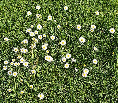 White English Lawn Daisy Mix, Lawns and Borders - 1000 Seeds - Bellis Perennis