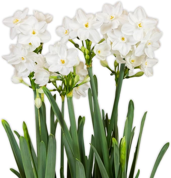 Easy to Grow Narcissus Paperwhite 'Ziva' Plant Bulbs (10 Pack) - Large Flower Bulbs for Indoor Forcing at Home, Fragrant Holiday Blooms