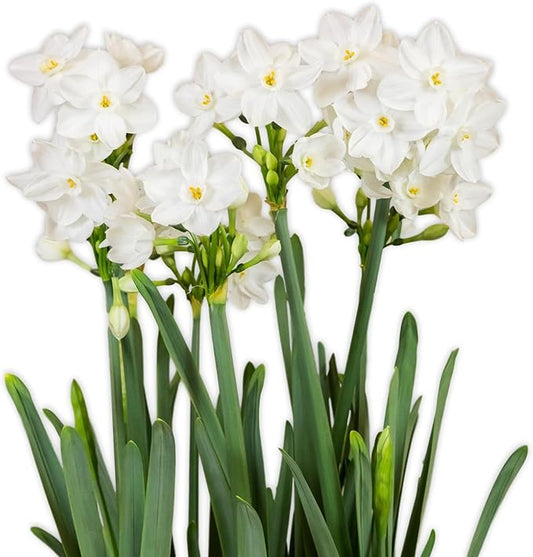 Easy to Grow Narcissus Paperwhite 'Ziva' Plant Bulbs (10 Pack) - Large Flower Bulbs for Indoor Forcing at Home, Fragrant Holiday Blooms