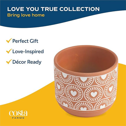 Costa Farms Money Tree, Small Easy to Grow Live Indoor Plant, Live Houseplant in Indoor Plant Pot, Bonsai Potted in Potting Soil, Birthday, Housewarming, Tabletop and Office Home Decor, 10-Inches Tall