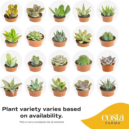 Costa Farms Live Succulents (Pack of 6) - Mini Succulent Plants, Grower's Choice Live Houseplants, Potted in Nursery Plant Pots, Potting Soil, Gift for Bulk Baby Shower, Bridal Shower, DIY Room Decor