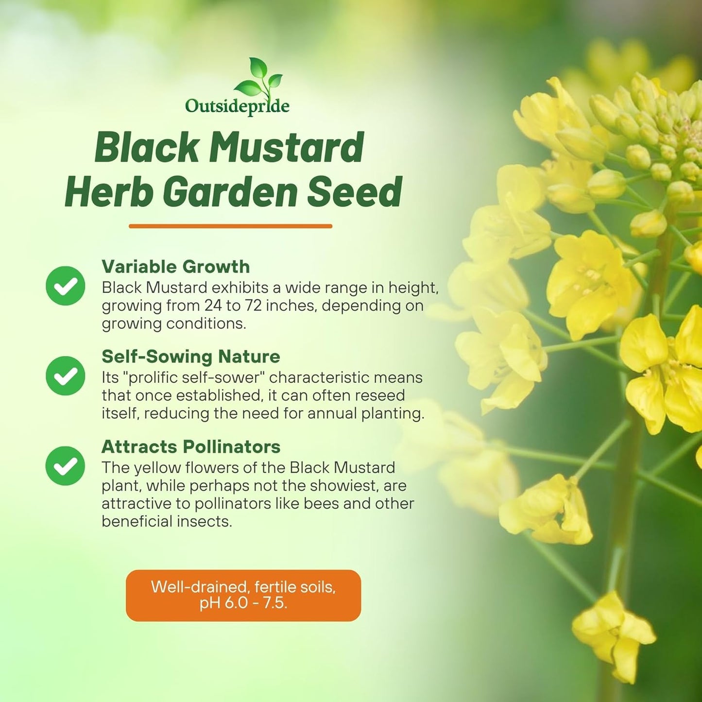 Outsidepride Black Mustard Seeds - 5000 Pcs Nutrient-Rich, Flavorful Annual Microgreen Seeds for Planting, Easy-to-Grow, Ideal for Indoor & Outdoor Cultivation, Soil & Hydroponic Systems