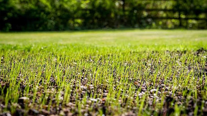 Envy Turf Type Tall Fescue Grass Seed - 25lbs. - 100% Weed Free - Drought Tolerant - Disease Resistant - Dark Green Color